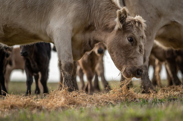 Beef cows and calfs grazing on grass in south west victoria, Australia. eating hay and silage....
