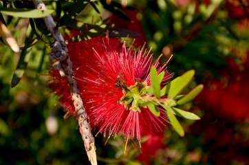 bee on a branch of blooming callistemon in the garden