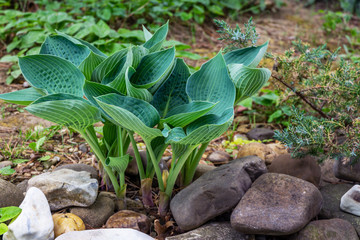 Blue Angel Hosta (Funkia) with lush leaf grows near garden pond. Blue Hosta leaves on blurred...