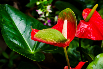 Flower and droplet in Rainy season
