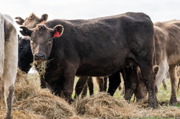 Beef cows and calfs grazing on grass in south west victoria, Australia. eating hay and silage....