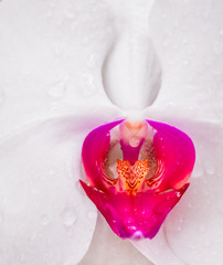 Flower and droplet in Rainy season