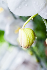 Flower and droplet in Rainy season