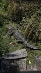 alligator in the swamp with the sign of no touching in Auckland Zoo