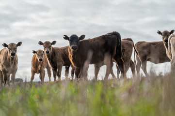 Beef cows and calfs grazing on grass in south west victoria, Australia. eating hay and silage....
