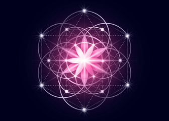 Seed of life symbol Sacred Geometry.  Geometric mystic mandala of alchemy esoteric Flower of Life. Gold rose luxury design, vector divine meditative amulet isolated on dark pink background