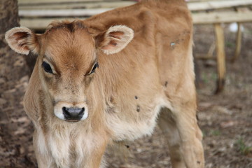 calf on a farm