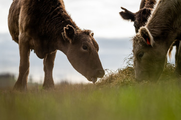 Beef cows and calfs grazing on grass in south west victoria, Australia. eating hay and silage....