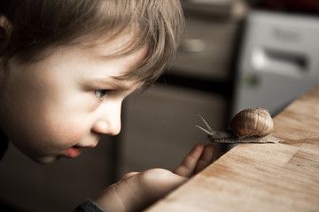 Boy with Roman snail on wood table.  Edible snail or escargot.  The child learns nature.  Also...