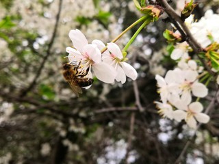 The insect collects nectar from cherry blossoms in the month of May.
