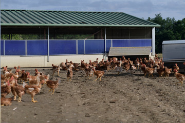 Hens running outsode henhouse © goodluz