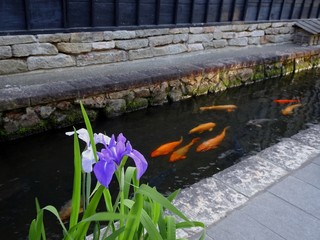 アヤメと鯉／Hida Furukawa Town in Gifu Prefecture, Japan