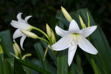 white lilies in the garden in the evening close-up