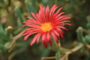 Closeup a vibrant red blooming flower of Lampranthus succulents plant