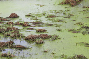 Swamp with bumps, grass and green mud. Duckweed on the surface of the water. Overgrown pond. Carrots with frogs. Dangerous wet bog.