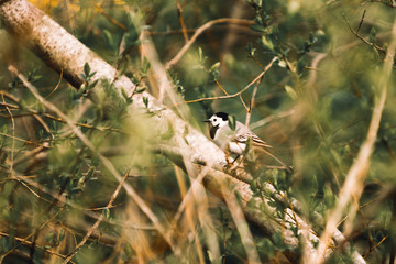 Small lonely wild bird closeup- white wagtail in just  thrived scrubs. Green Thrives spring outside. Wintage color effect.