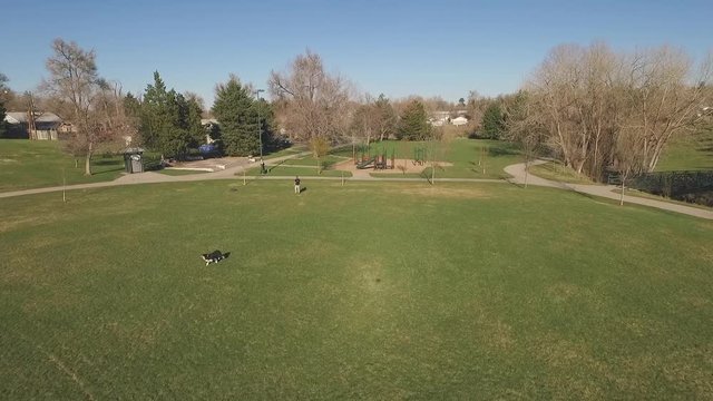 Aerial: Man throwing plastic disc while dog chasing and catching at park on sunny day - Denver, Colorado
