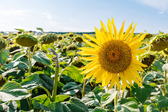 Sunflower in a field of sunflowers under a blue sky and the bright sun on a summer day, a positive picture on your desktop screen saver or wallpaper
