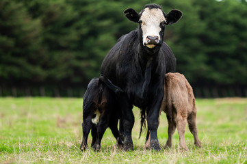 Beef cows and calfs grazing on grass in south west victoria, Australia. eating hay and silage....
