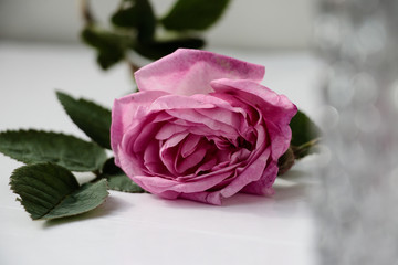 pink rose on a grey background