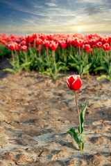one tulip in front of the group, field of tulips and one tulip isolated, vertical, right side of...