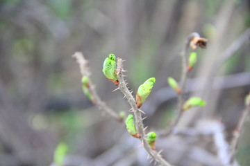 A brown branch of a bush with swelling buds. Young green buds. Small blooming leaves on a tree.