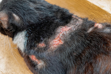 Skin inflamation on domestic black cat