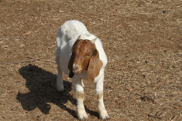 goat on a farm