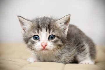 Little pretty funny kitten-animal world and Pets