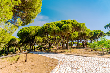 Paved path in beautiful southern pine tree forest, Algarve, south Portugal