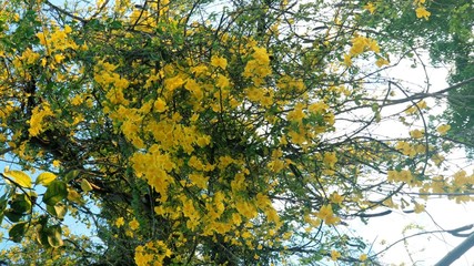 yellow leaves on a tree