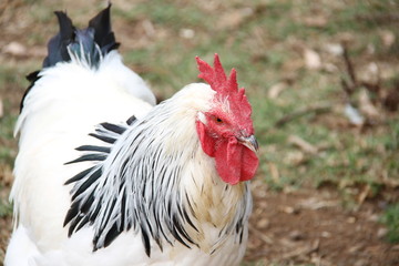 white rooster on the farm