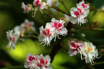 Horse Chestnut - Aesculus hippocastanum Closeup of flowers