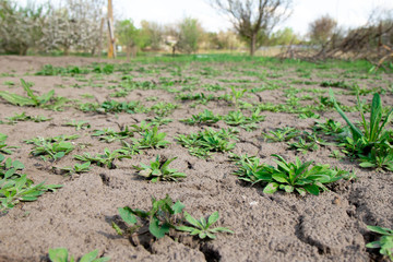 Gardening, weeding weeds. New plants emerging in springtime covering the bare ground.