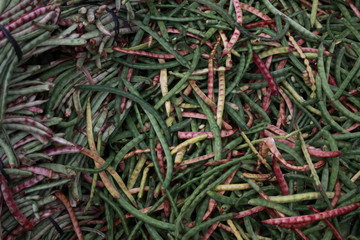 Feijão verde de corda