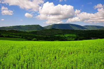 green field with blue sky