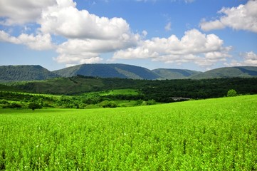 landscape with green field and blue sky