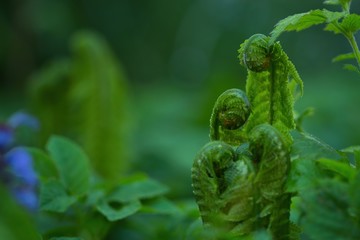 Grüner Farn mit Wassertropfen