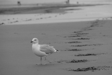 Seagull at the beach