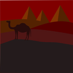 camel silhouette in the desert
