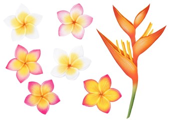 Isolated tropical flowers digital illustration. Plumeria flowers.  Heliconia flower. Tropical  flowers clipart.