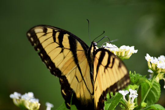 Black and Yellow Swallowtail on a Flower