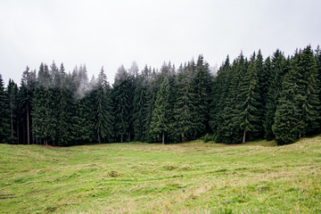 Fototapeta na wymiar Wald mit Wiese in Nebelschwaden