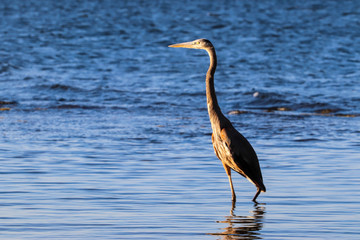 great blue heron ardea cinerea
