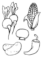 Hand drawn Vegetables line art, food vector illustrations