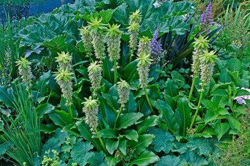 Flowering Eucomis bicolor Pineapple Lily in a garden border