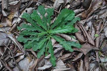 Autumn leaves on green grass field. View from above. Used for background and wallpaper, fresh green leaves pattern template, abstract natural wallpaper