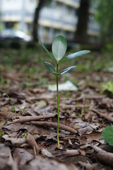 Little green plant with  dried leaves background. Used for background and wallpaper, fresh green leaves pattern template, abstract natural wallpaper
