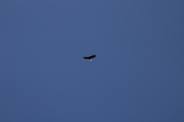 eagle in flight