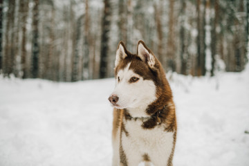 siberian husky dog
